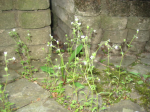 Saxifraga+tridactylites