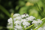 Abeille+sauvage+avec+pelote+de+pollen+blanc%2C+sur+fleur+d%27aegopode